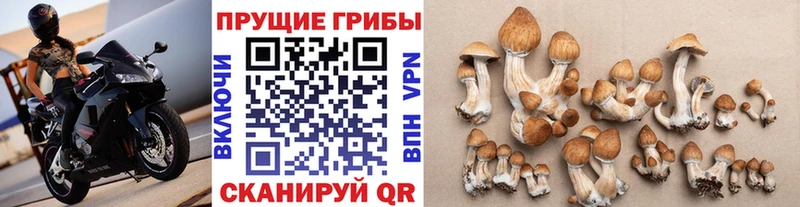 Купить закладки  Красный Кут  Псилоцибиновые грибы Psilocybine cubensis 
